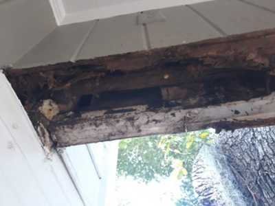 Chameleon Happy Painter