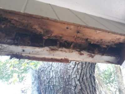 Chameleon Happy Painter