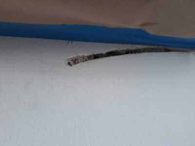 Chameleon Happy Painter