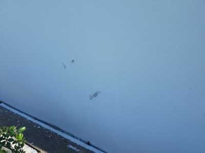 Chameleon Happy Painter