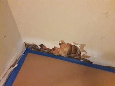 Chameleon Happy Painter