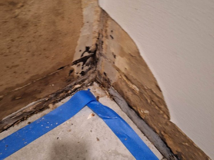 Chameleon Happy Painter