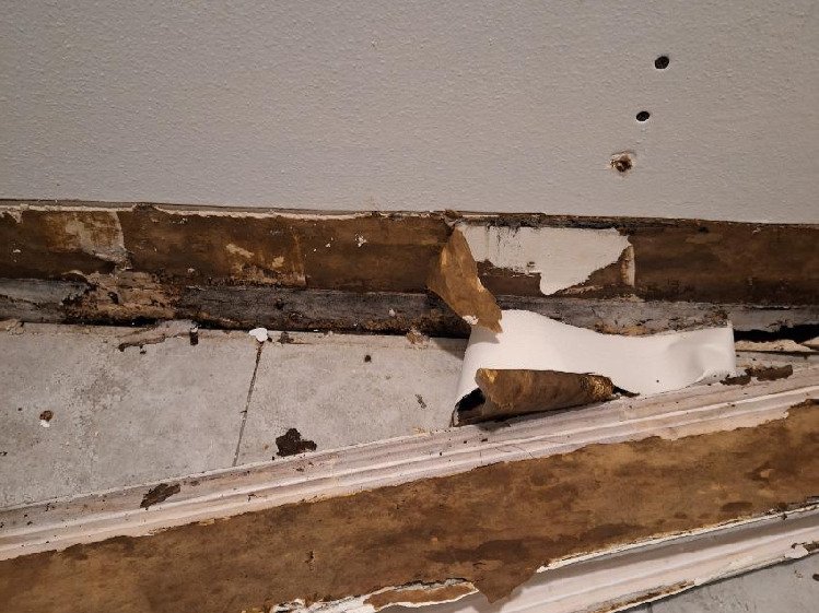 Chameleon Happy Painter