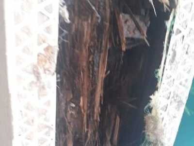 Chameleon Happy Painter